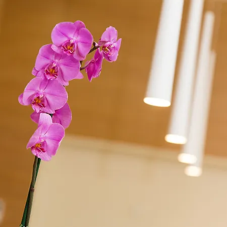 Hotel Crikvenica 4* 茨里克韦尼察